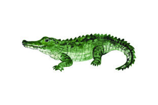 Alligator Watercolor: Bold Animal Art for Local Crafts Branding