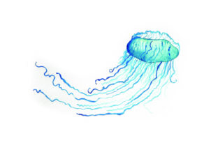 Bluebottle Jellyfish Watercolor – Australian Crafts