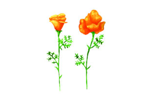 California Poppies in Watercolor: A Nature Amp & Crafts Asset