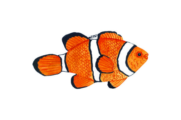 Clownfish Watercolor Review: Crafts from Australia