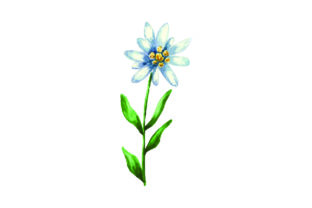 Edelweiss Flower in Watercolor for Nature Amp Crafts