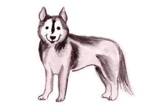 Husky in Watercolor: A Designer’s Review for Dogs & Crafts