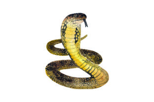 King Cobra Watercolor for Crafts & Animal Branding