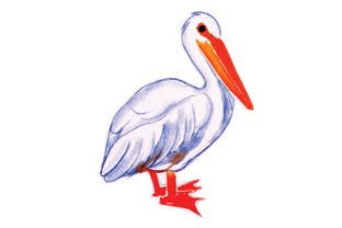 Pelican in Watercolor Review for Animals & Crafts Branding