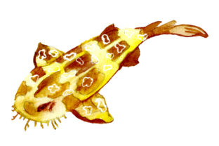 Spotted Wobbegong in Watercolor Style: Australian Crafts