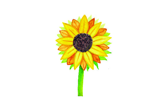 Sunflower Watercolor for Thanksgiving Crafts