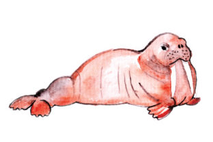 Walrus in Watercolor: A Crafts & Animals Design Asset