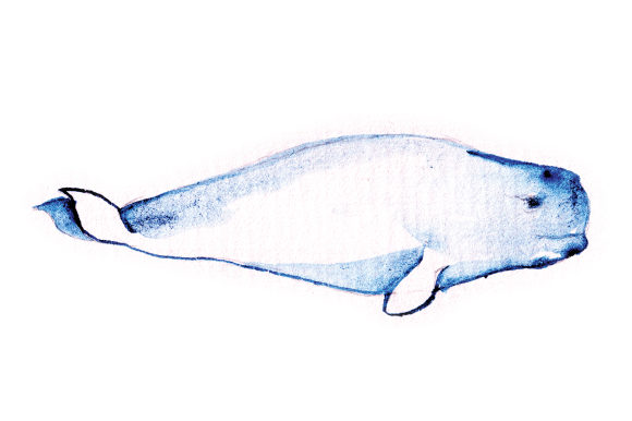 Watercolor Beluga: A Designer’s Craft Animal Review