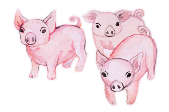 Watercolor Design Pigs: Crafts & Designs Amp Review