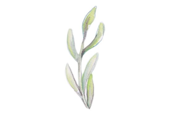 Watercolor Gum Leaves: Australian Crafts Design Asset