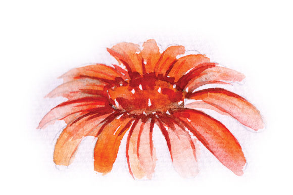 Watercolor Orange Daisy for Animal Crafts Branding
